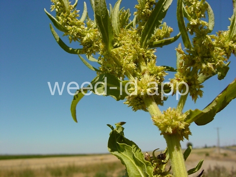 dock, willow leaved